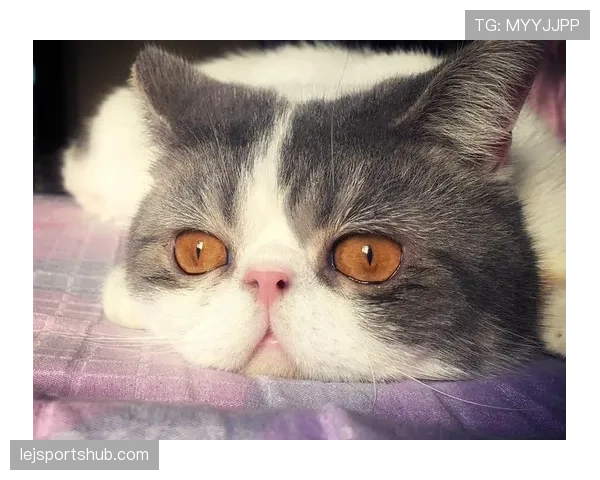孙悦居然开始给家里猫洗澡，这生活太反差了吧？